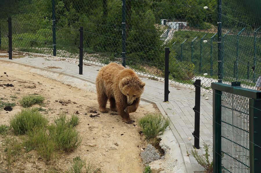 Rescued brown bear at Bear Sanctuary Prishtina, Kosovo