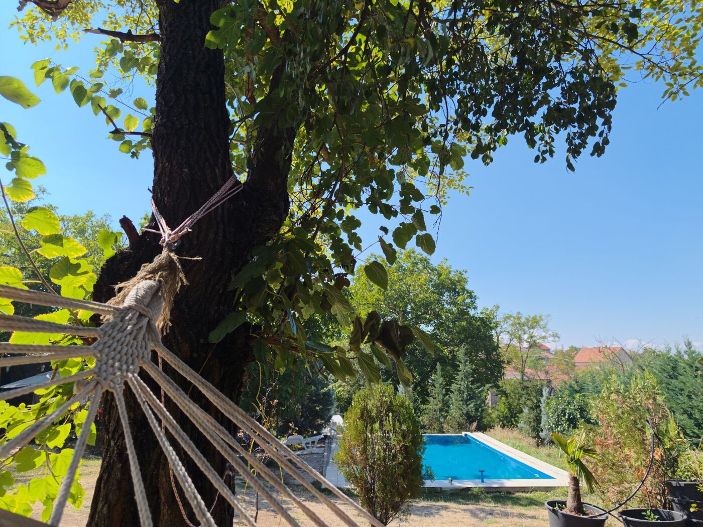 View of the pool through a hammock and garden trees at Teddy Camp